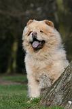 CHOW CHOW 671